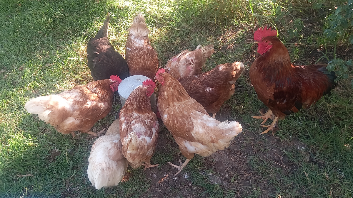 A flock of chickens eating with Tommy the rooster off to the side