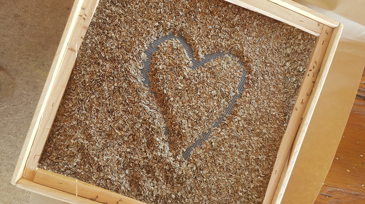 Dill seeds in a seed tray with a heart drawn into them.