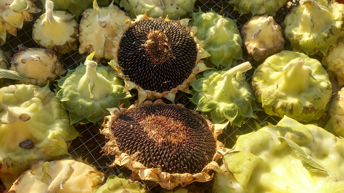 Sunflower heads harvested for their seeds.