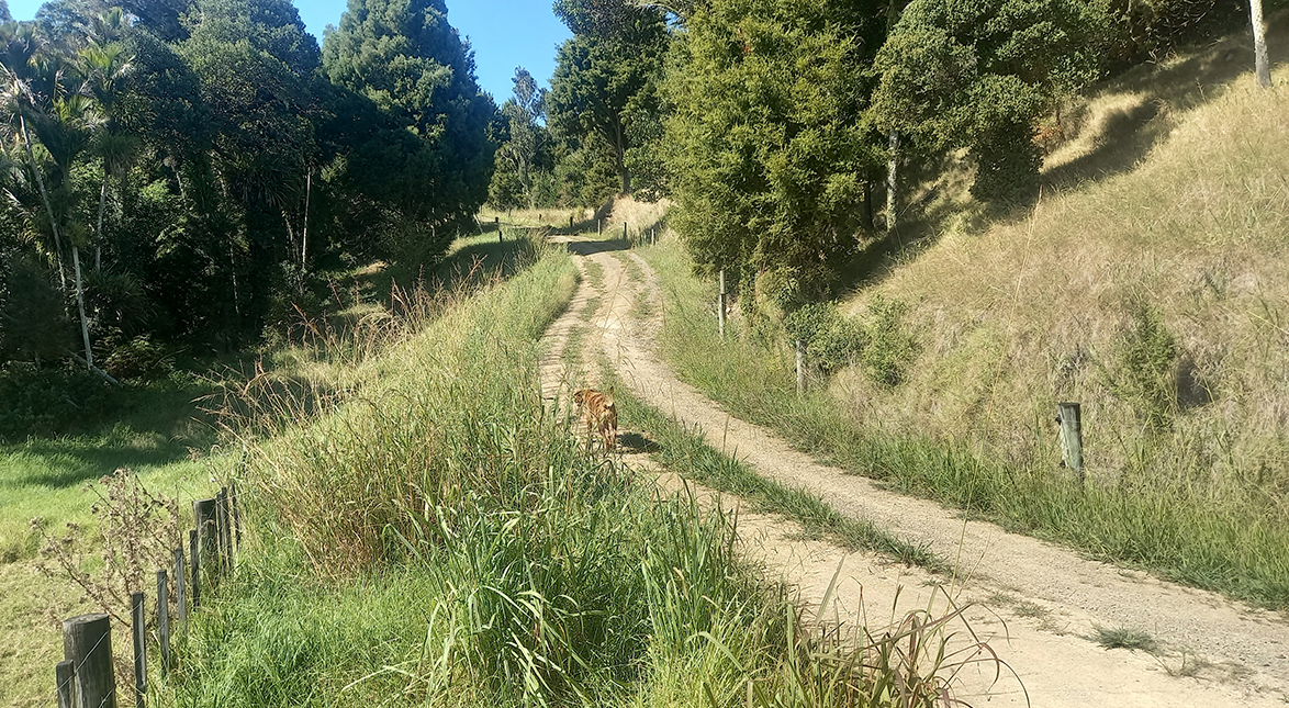 Looking up the driveway before work started.