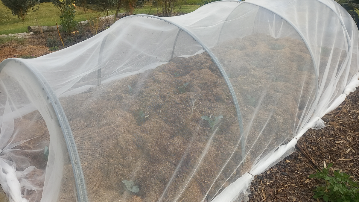 Broccoli and cauliflower seedlings under insect net.