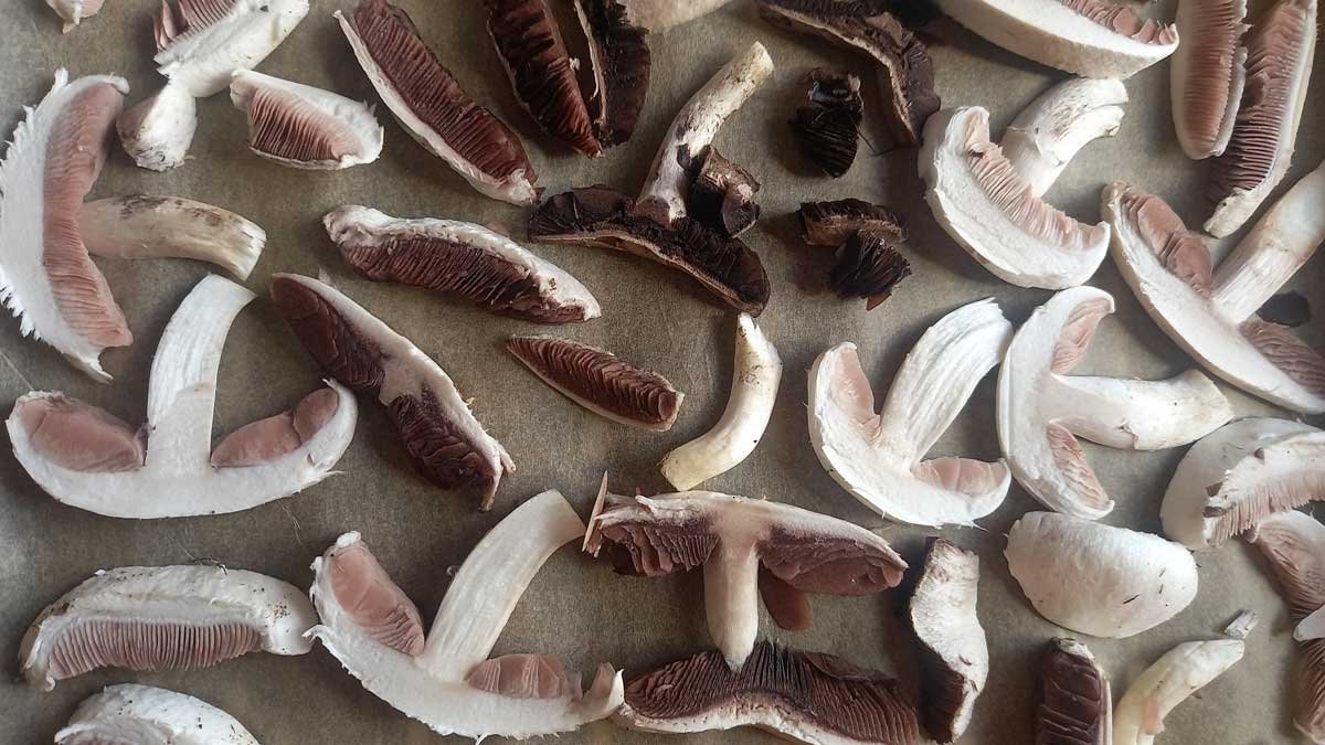 Sliced fresh mushrooms laid out for dehydrating