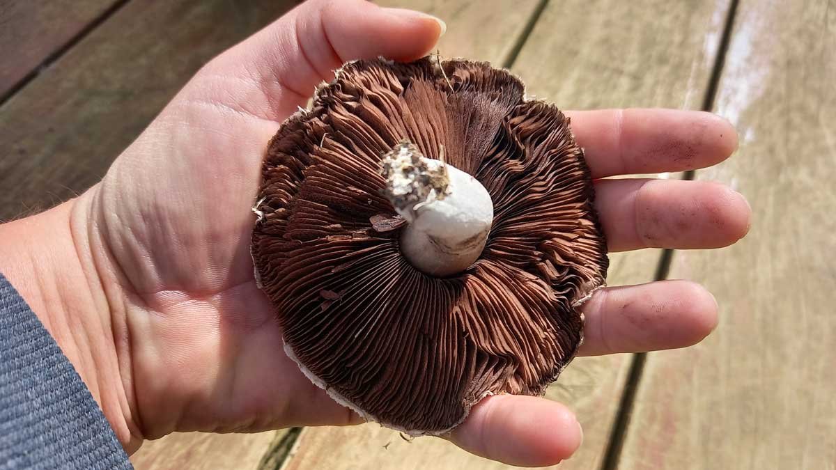 A mushroom the size of my palm