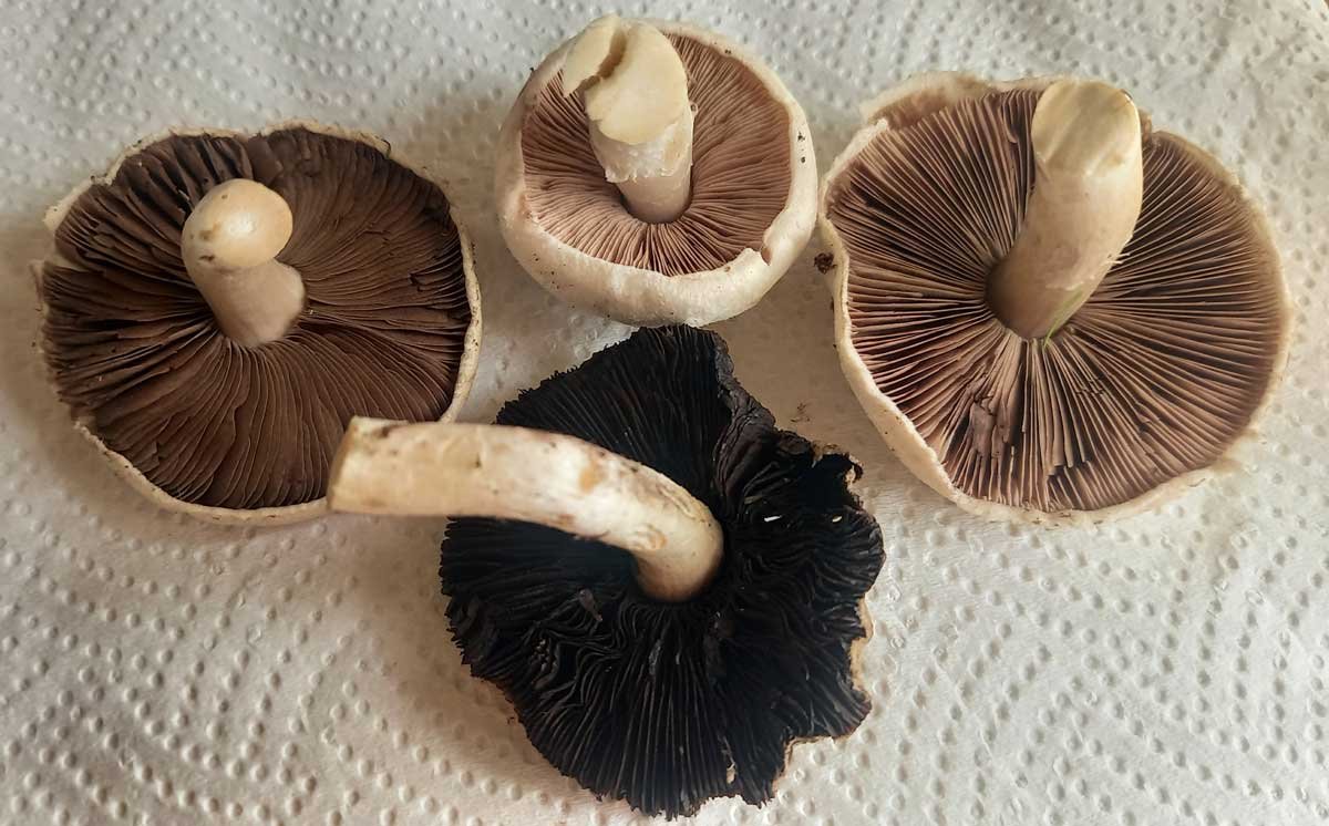 Different gill colours in our mushrooms.