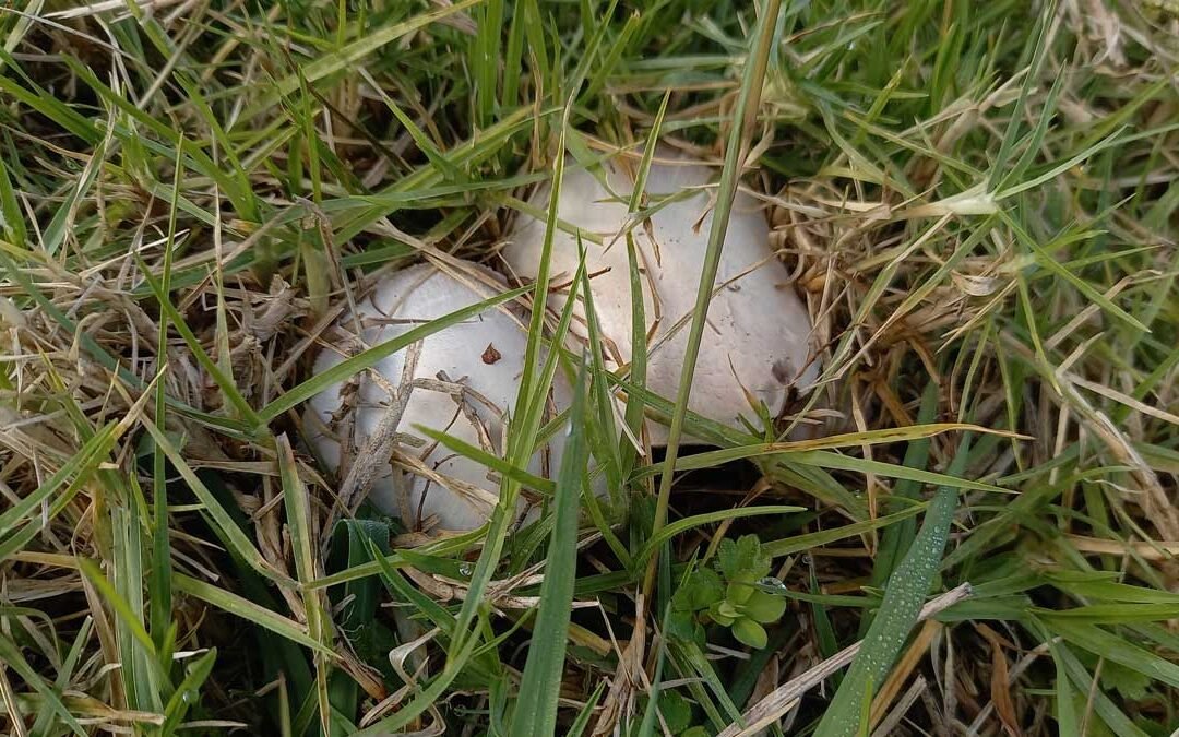 Magical mushrooms