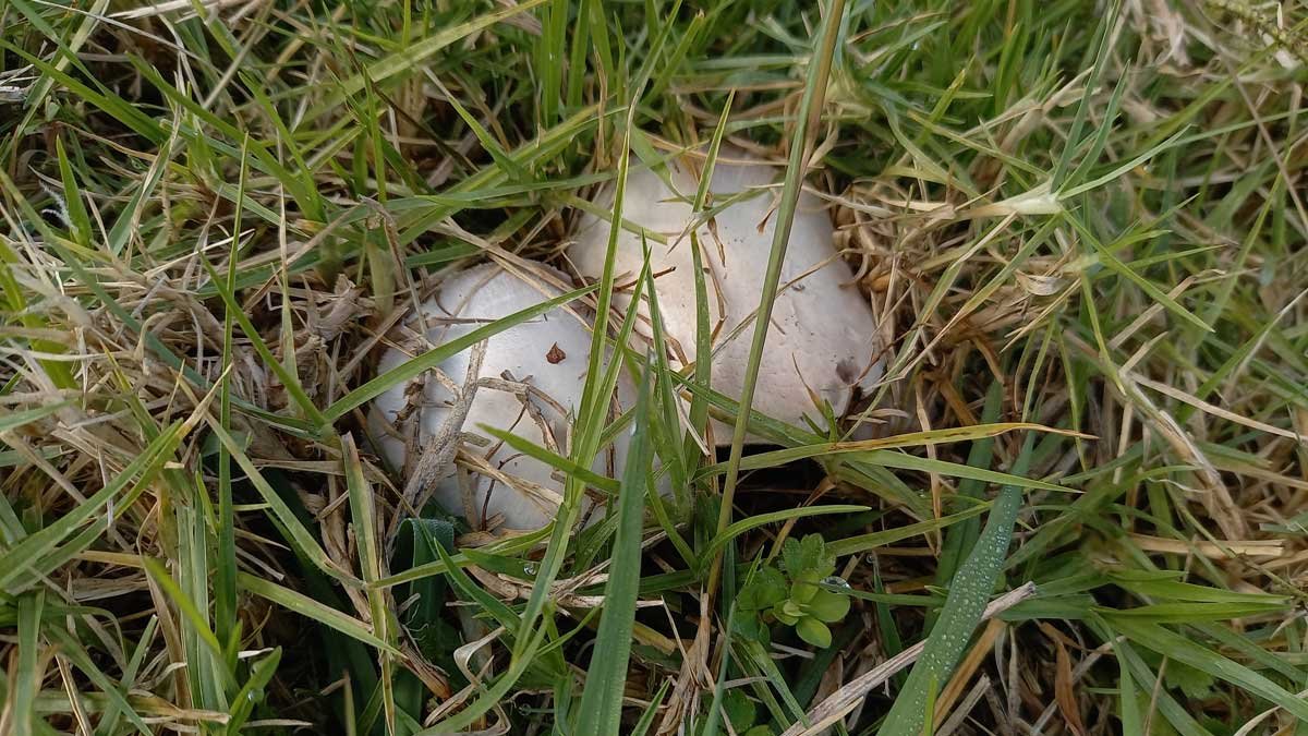 Agaricus mushrooms growing in grass.