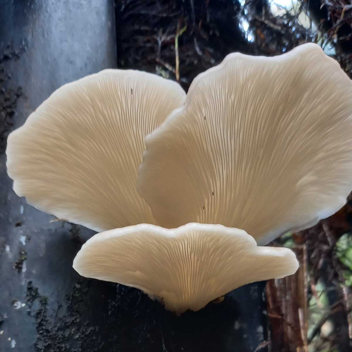Oyster mushrooms growing on a punga in our bush block