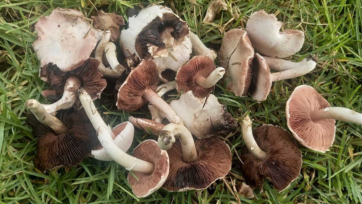 A pile of Agaricus mushrooms on the grass.