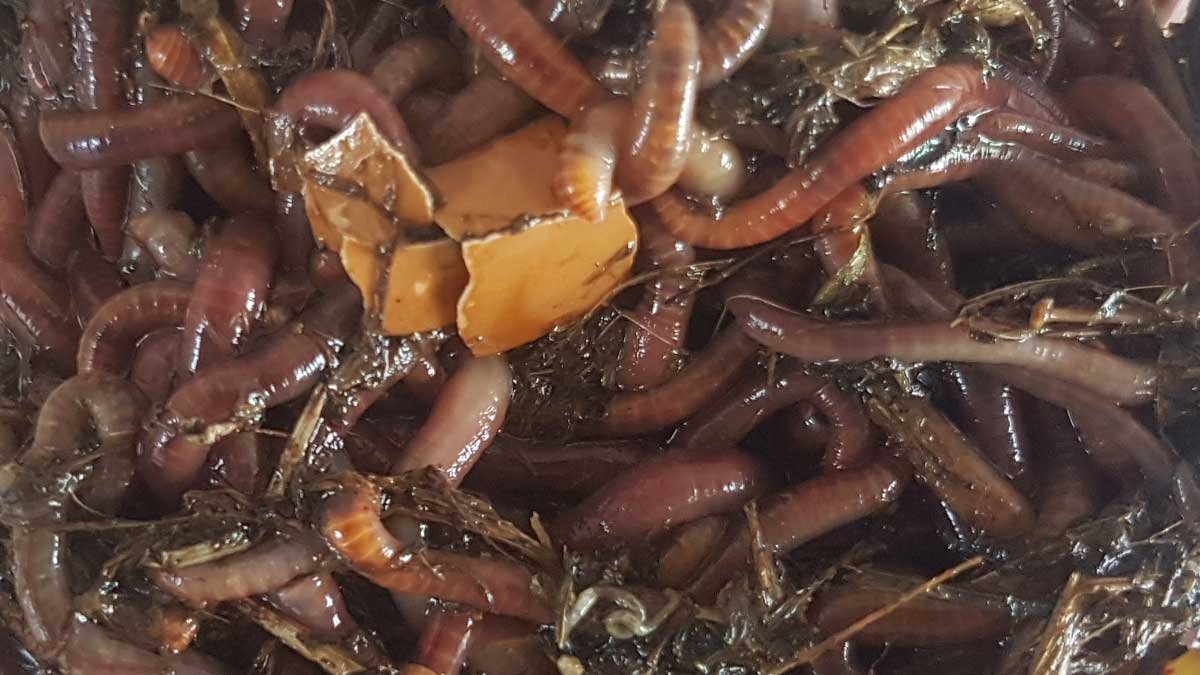 Tiger worms used in worm farming