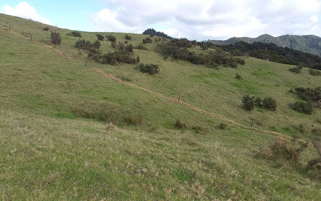 The fence between two paddocks where the lower-line has been taken over by grass.