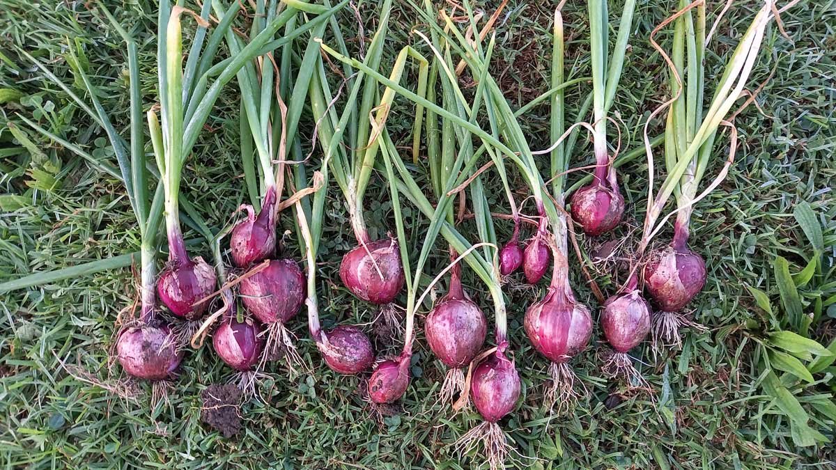 Red onions laid out on grass