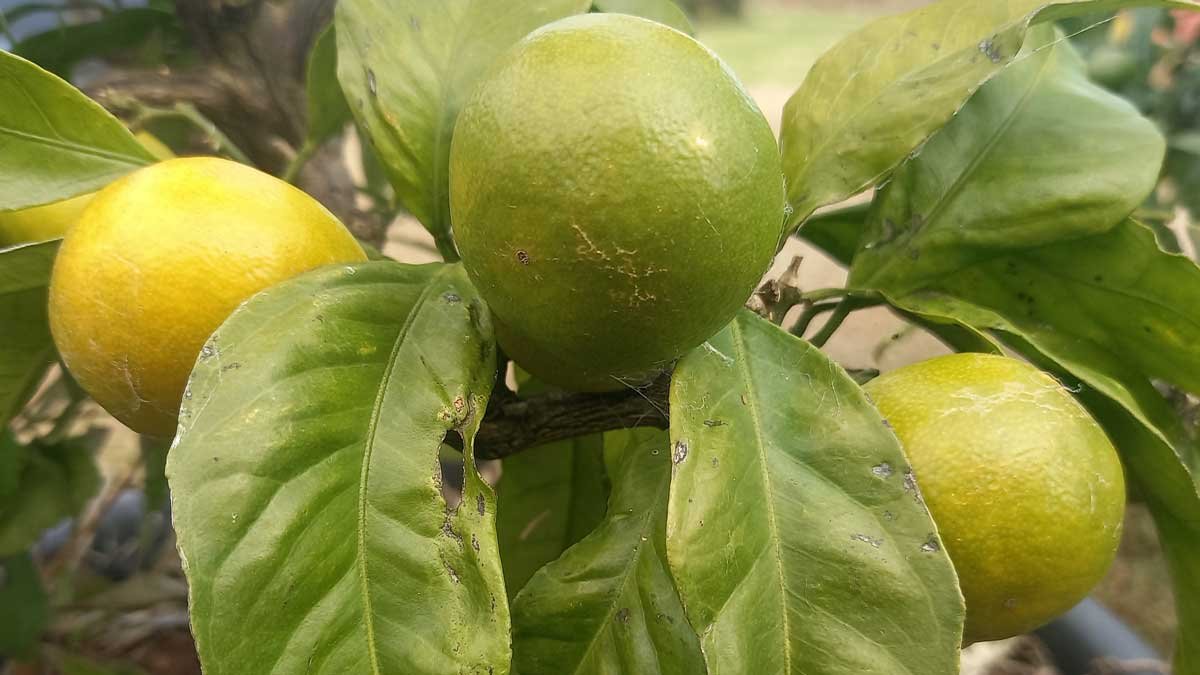 Ripening mandarins