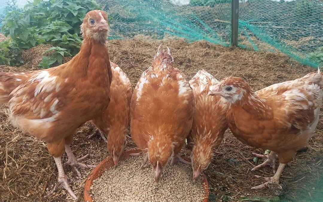 5 Hyline pullets. 3 are feeding, while two look at the camera.