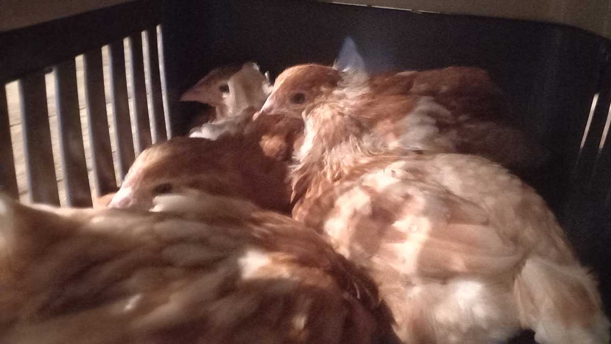 Pullets in the carrier after arrival.