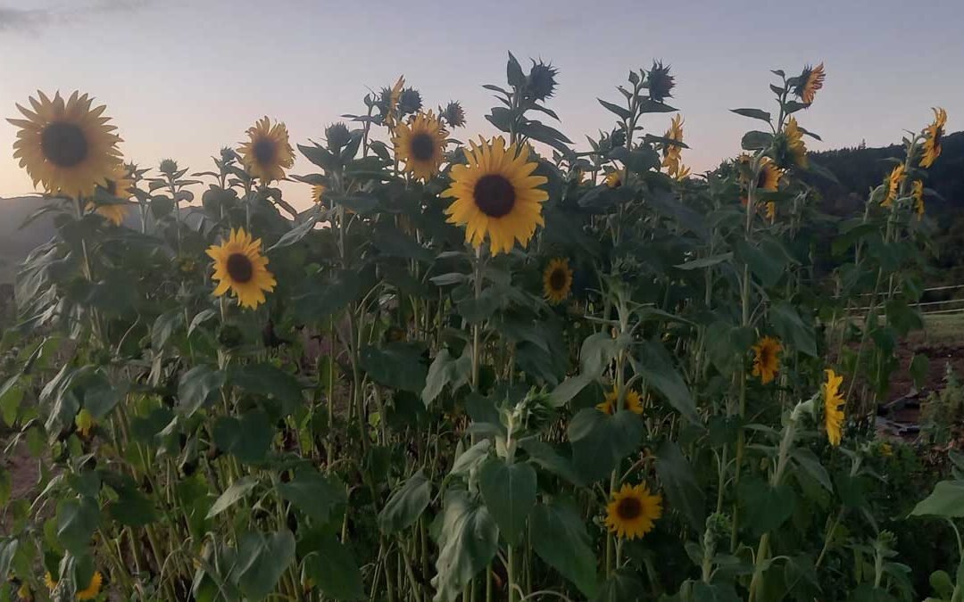 Sunflowers growing as a cover crop.