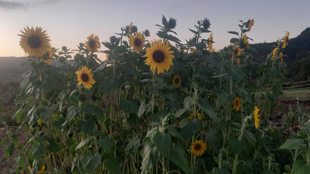 Sunflowers growing as a cover crop.