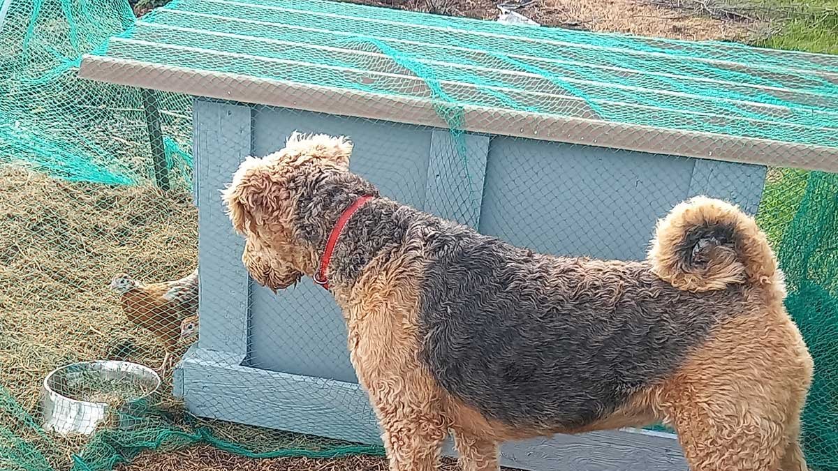 Our dog Hine watches the new chickens, with the new coop in the background.