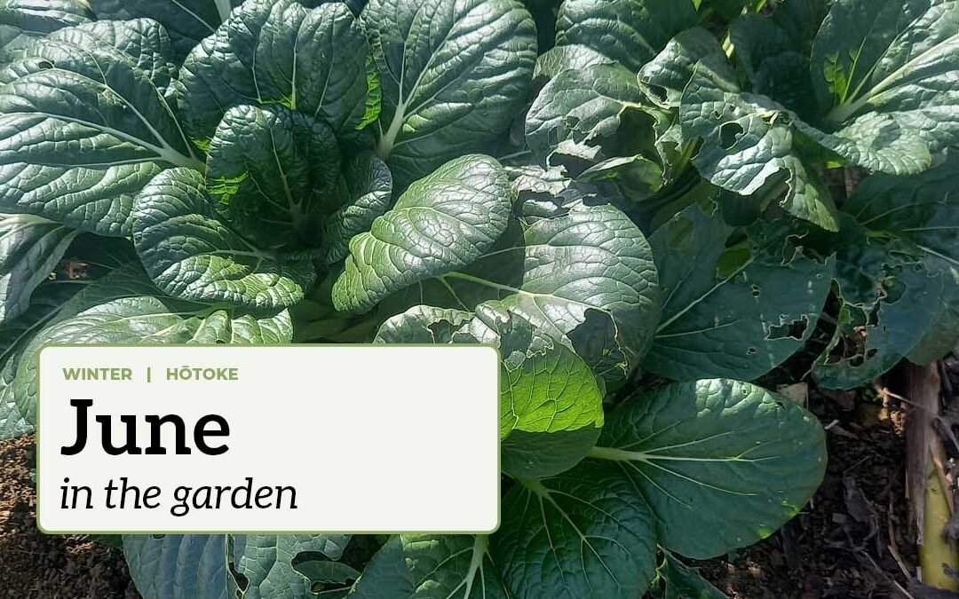 June in the garden