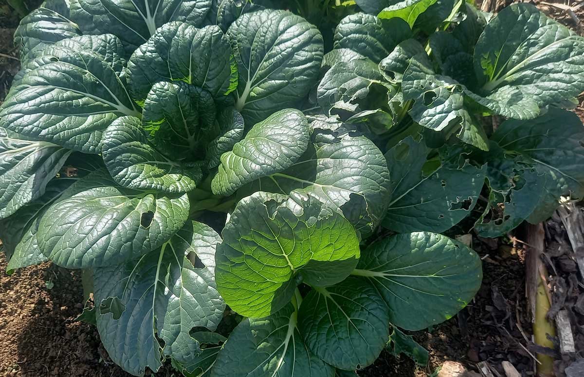 Self-seeded pak choi growing in the garden.