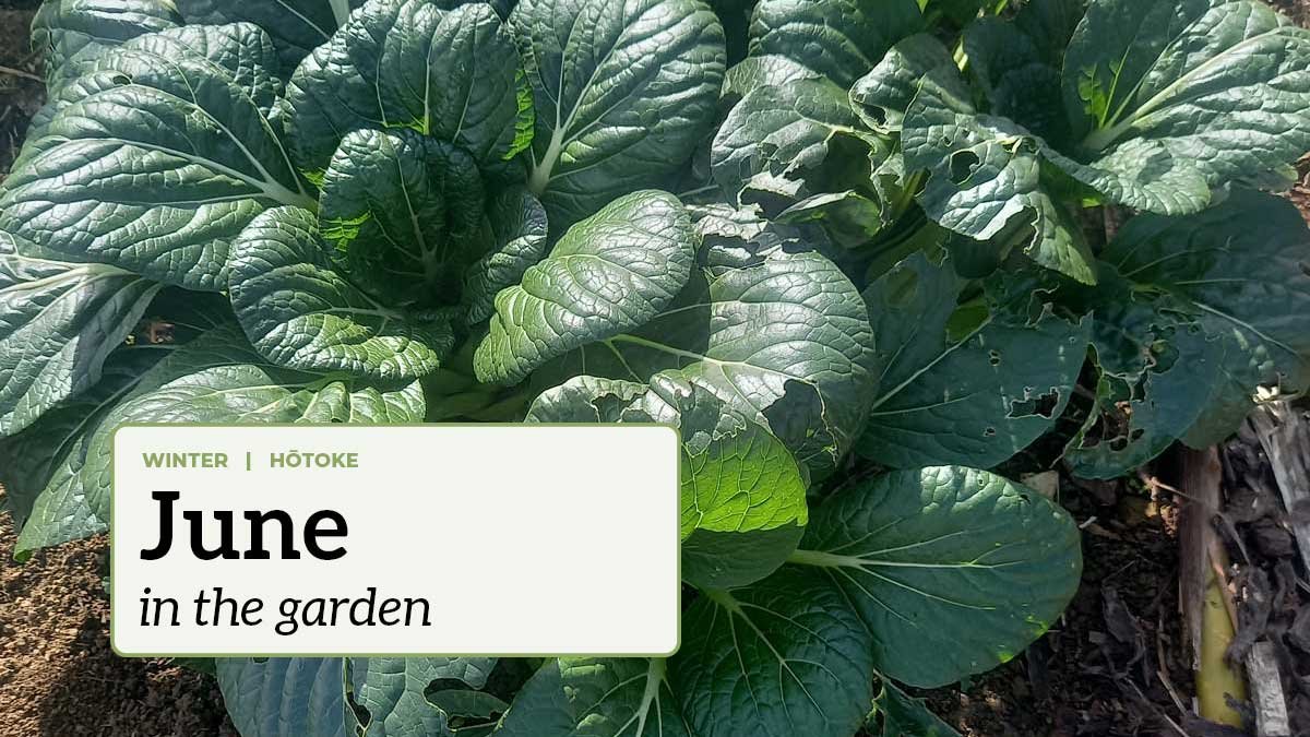Self-seeded pak choi growing in the garden with the text "June in the garden". Self-seeded pak choi growing in the garden with the text "June in the garden".