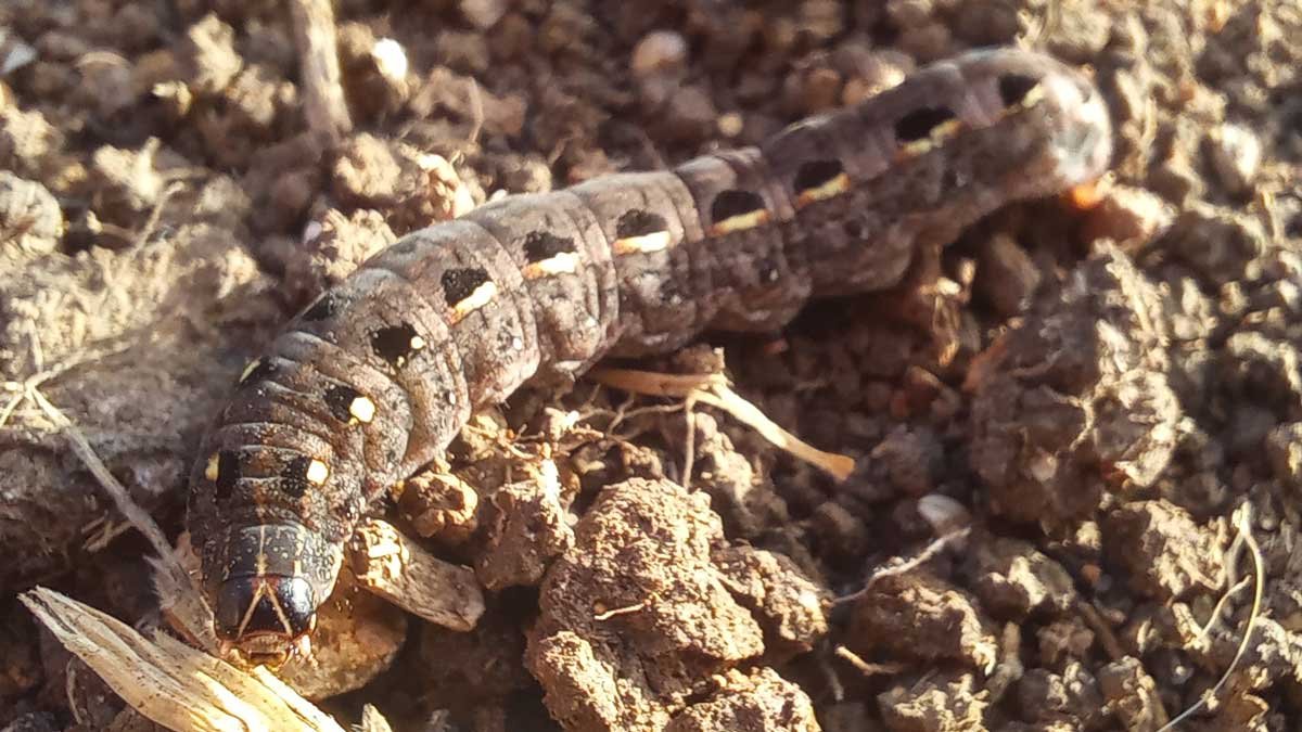 Armyworm caterpillar