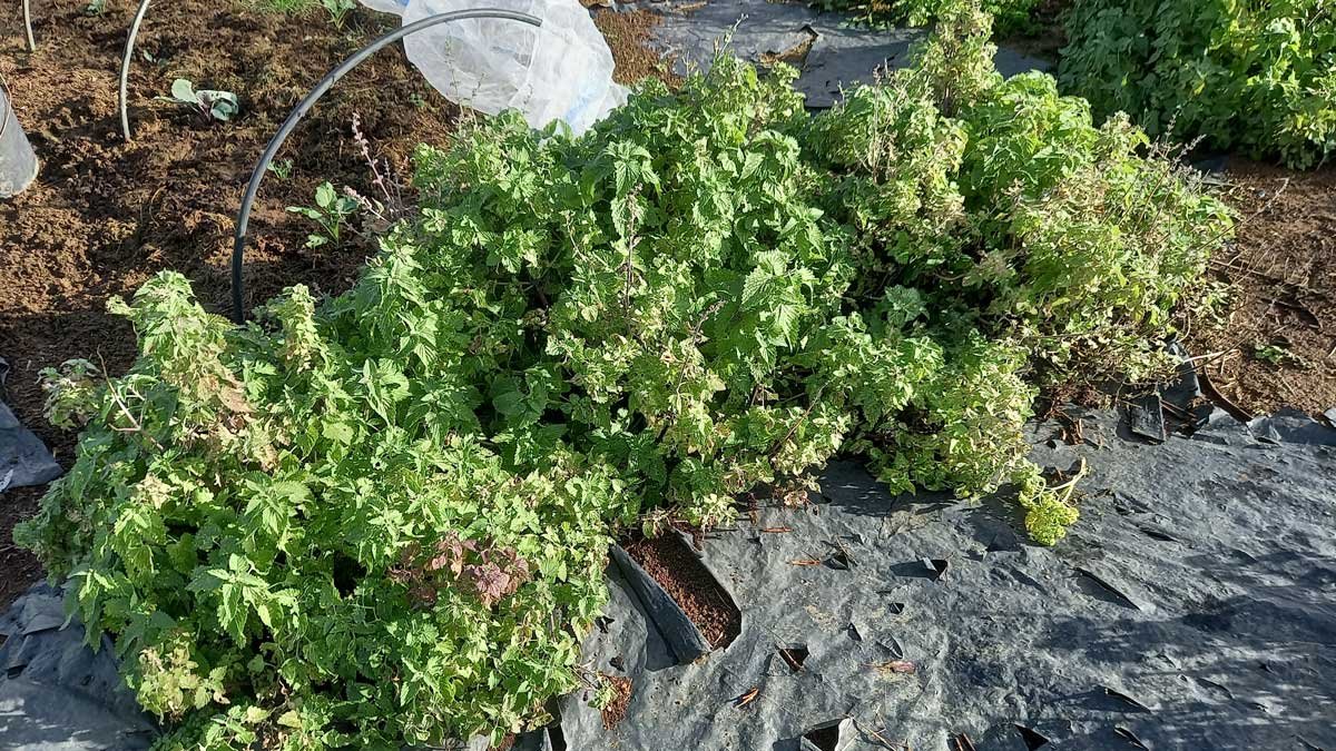 Catnip before cutting it back.