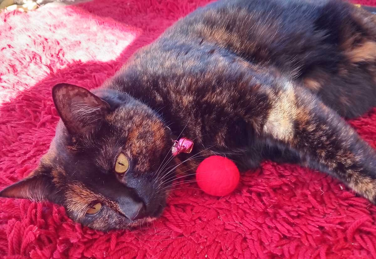 A tortoiseshell cat on a rad mat, beside a red fluffy ball.