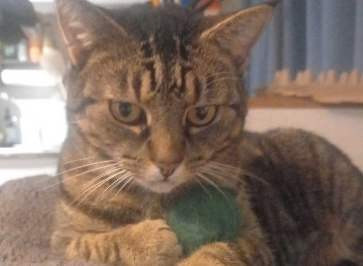 A tabby cat zoned out and holding a green Fluffy Ball.