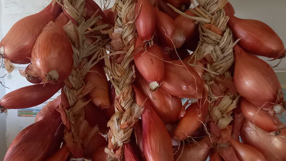 Braided shallots