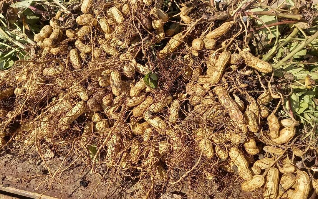 A pile of peanut plants after harvest.