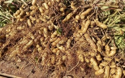 The second peanut harvest