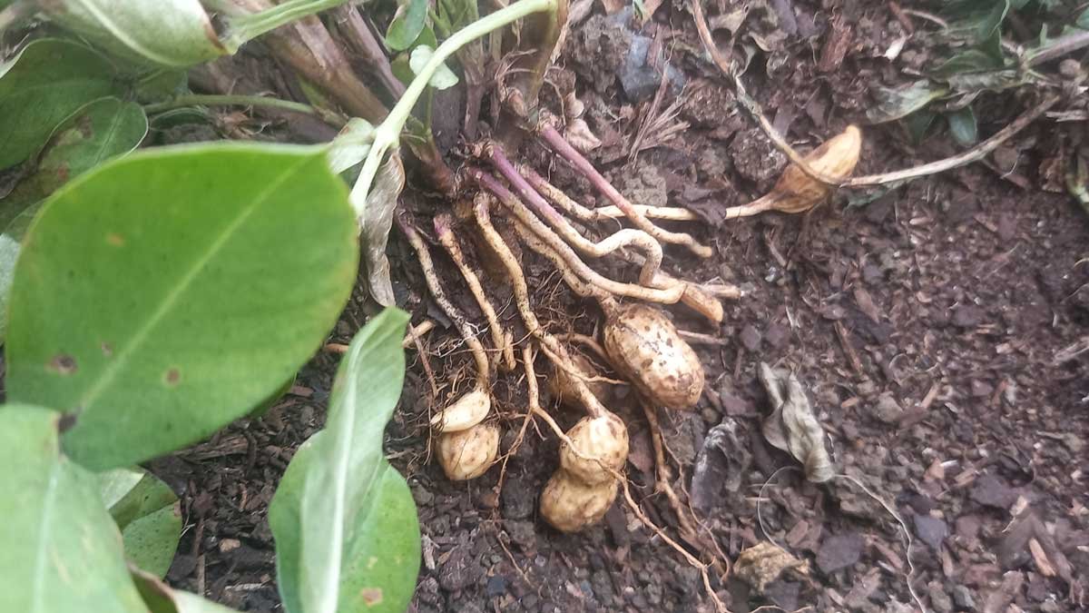 March 23 2024 - a chicken took a dust bath in the peanut bed, exposing the growth to date.