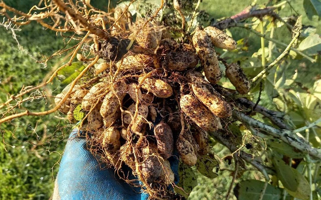 April 23 2024 - harvested 'seed' plant.