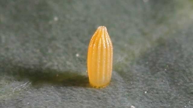 Pieris rapae egg