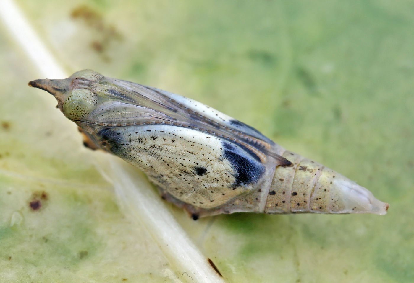 Pieris rapae pupa