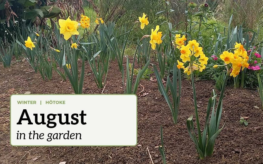 August in the garden