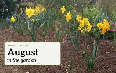 A range of daffodils in flower in the garden with the text "August in the garden".