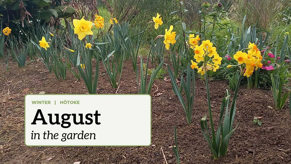 A range of daffodils in flower in the garden with the text "August in the garden". A range of daffodils in flower in the garden with the text "August in the garden".