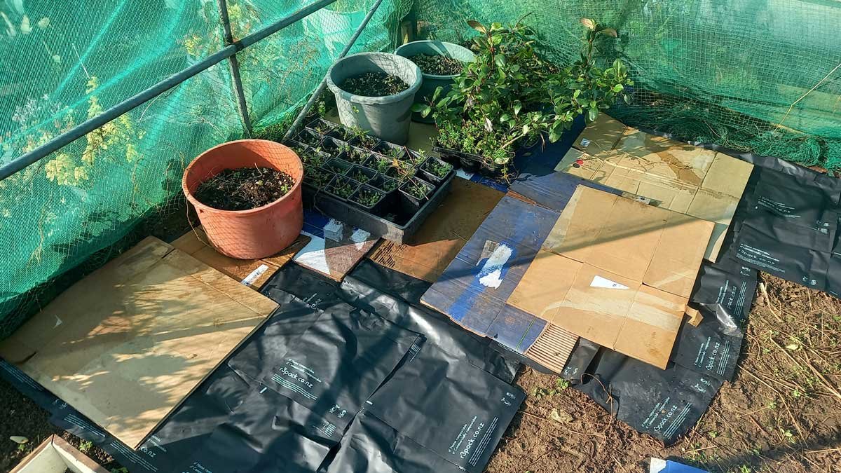 Courier bags and cardboard boxes on the ground to prevent weed growth