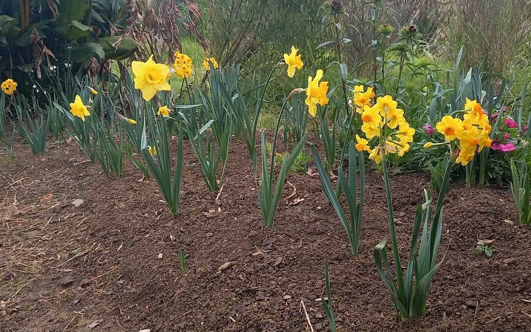 A range of daffodils in flower in the garden.