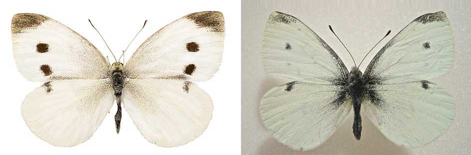 female and male pieris rapae