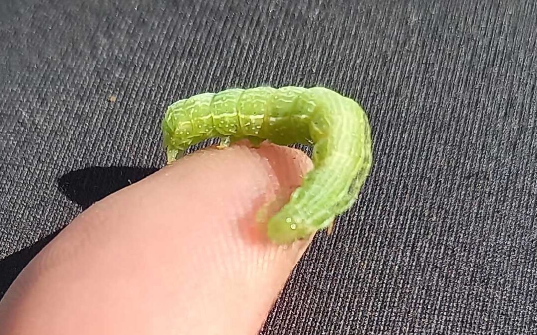 Caterpillar of the White Cabbage Butterfly (Pieris rapae)