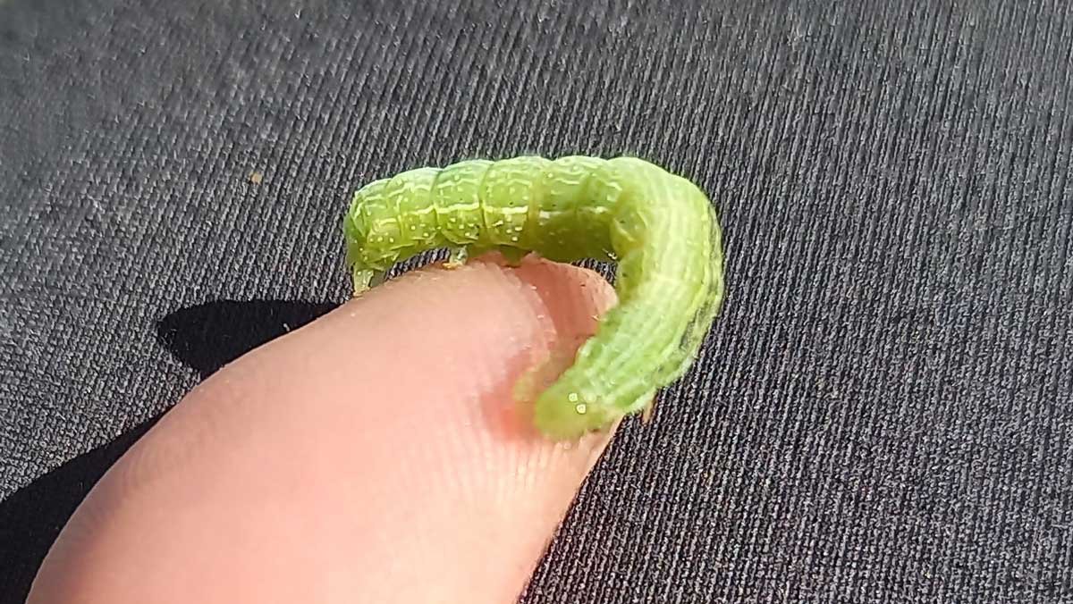 Caterpillar of the White Cabbage Butterfly (Pieris rapae)