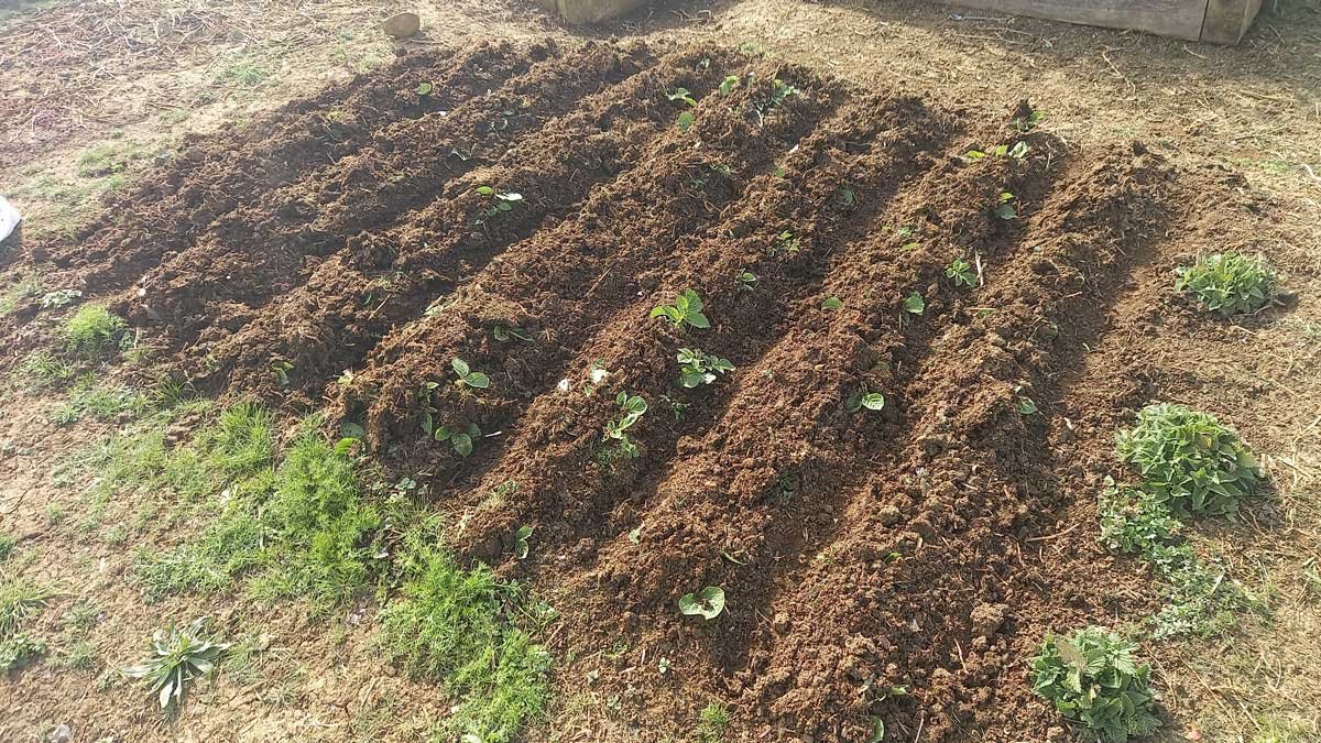 Rocket potatoes mounded with soil