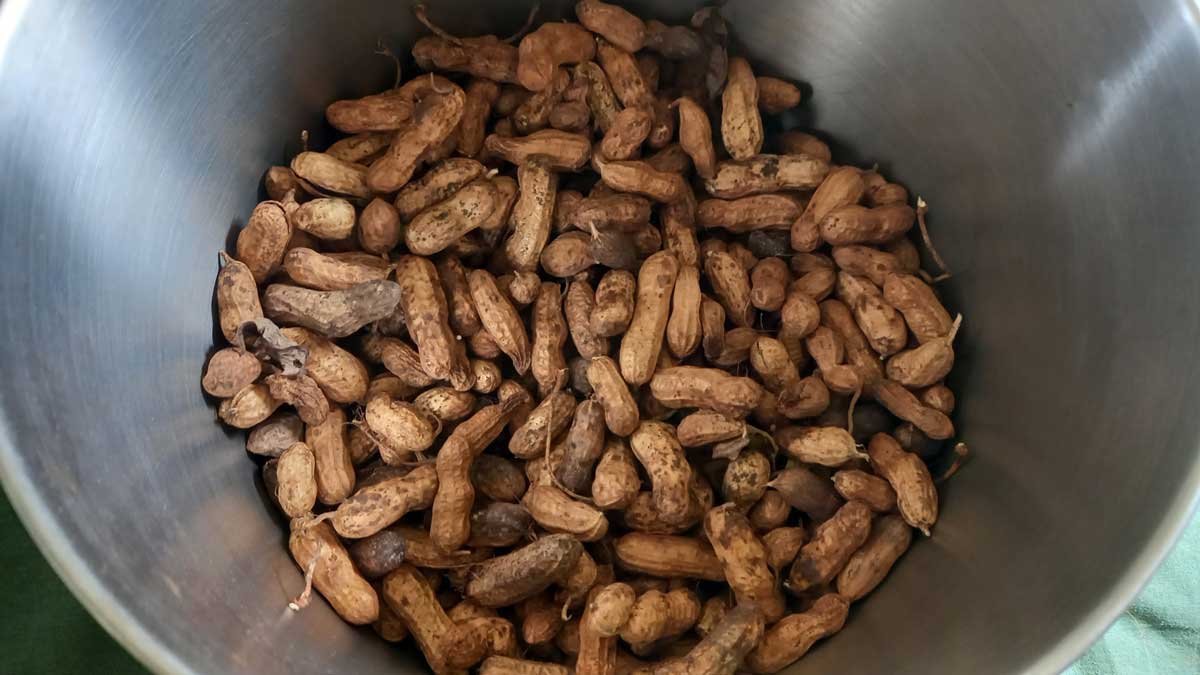 Peanuts still in their shells in a stock pot