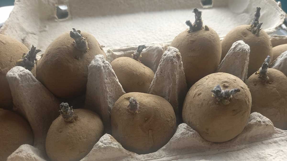 Rocket potatoes chitting in an egg carton