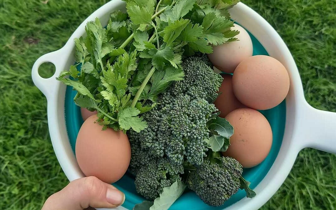 A colander containing eggs, broccoli, and cilantro