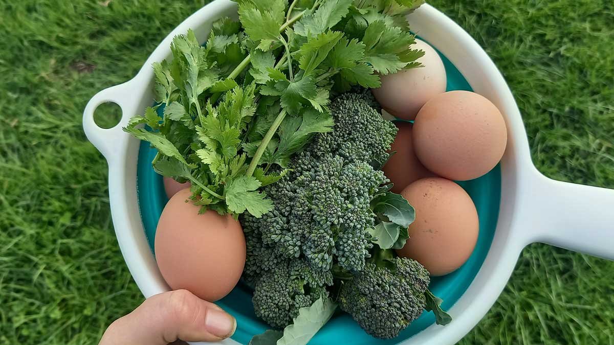 A colander containing eggs, broccoli, and cilantro