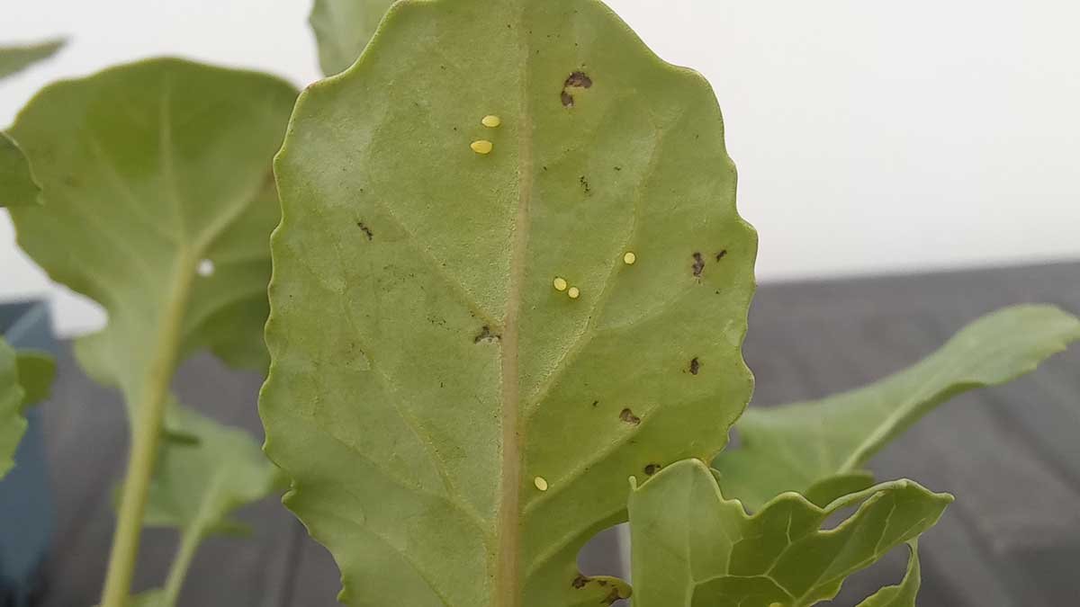 White cabbage butterfly eggs on seedlings I purchased in March