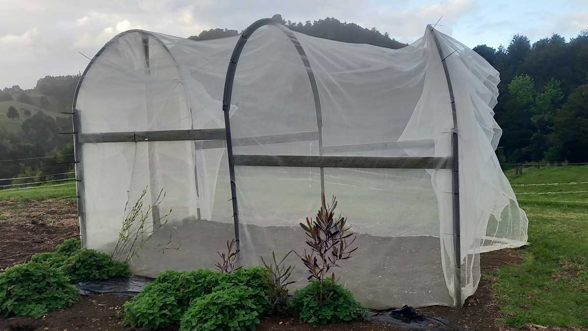 A tunnel house constructed of Y posts, PVC pipe, planks of pallet, and covered in Cosio bugnet